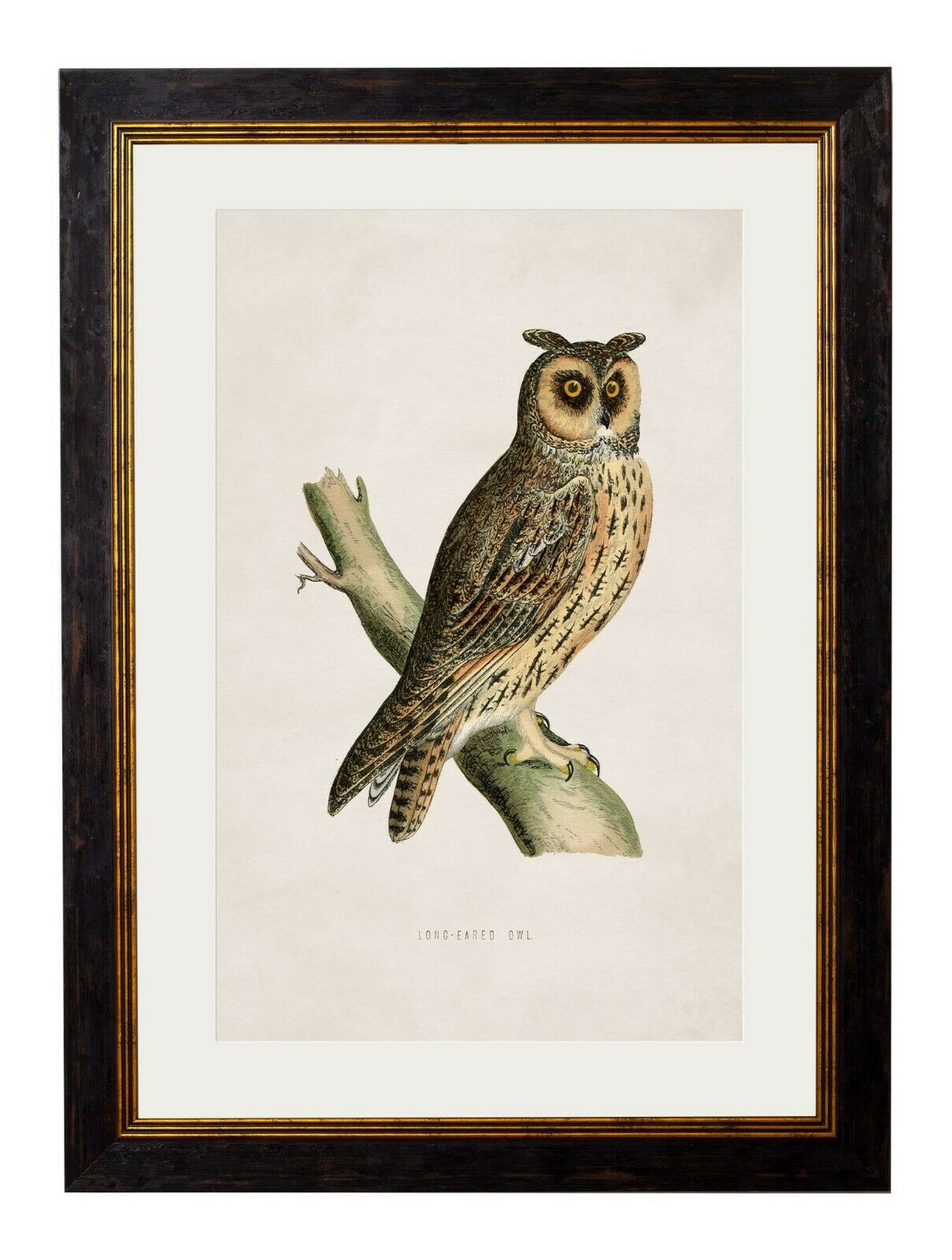 Framed Print Owl British Bird Pray Premium Antique Style Fine Art ...